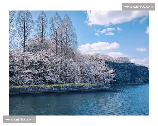 北海道与大阪春日樱花对比赏析全面指南